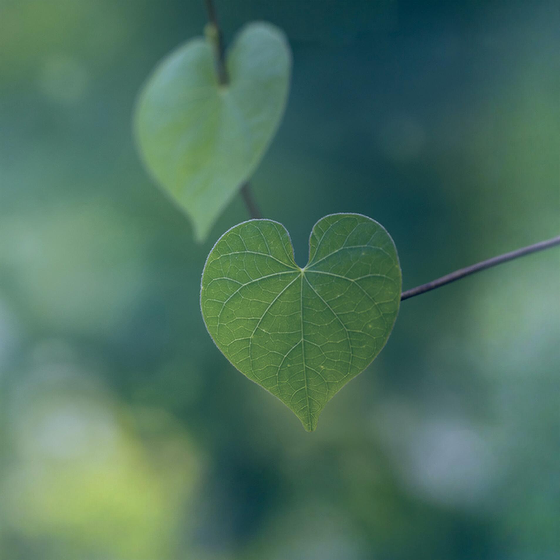Paarberatung und Paartherapie in St. Gallen