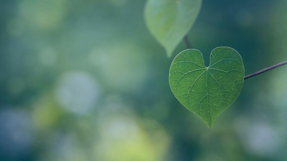 Paarberatung St. Gallen - Paartherapie St. Gallen