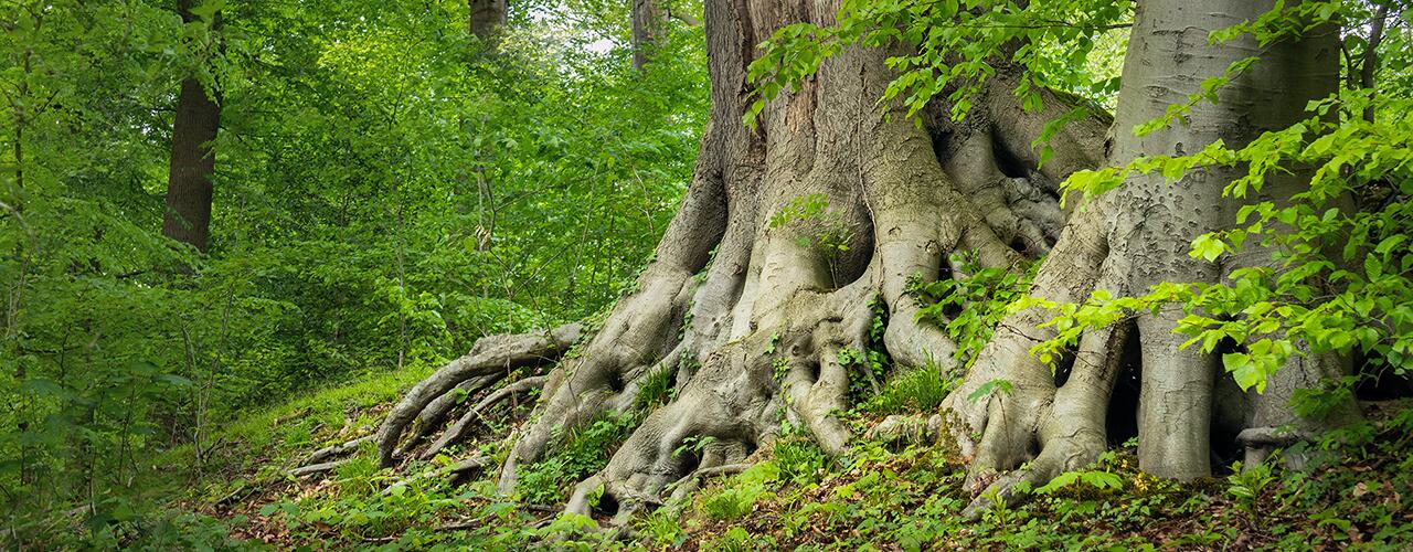 Paarberatung St.Gallen - Paartherapie St.Gallen - Kontakt