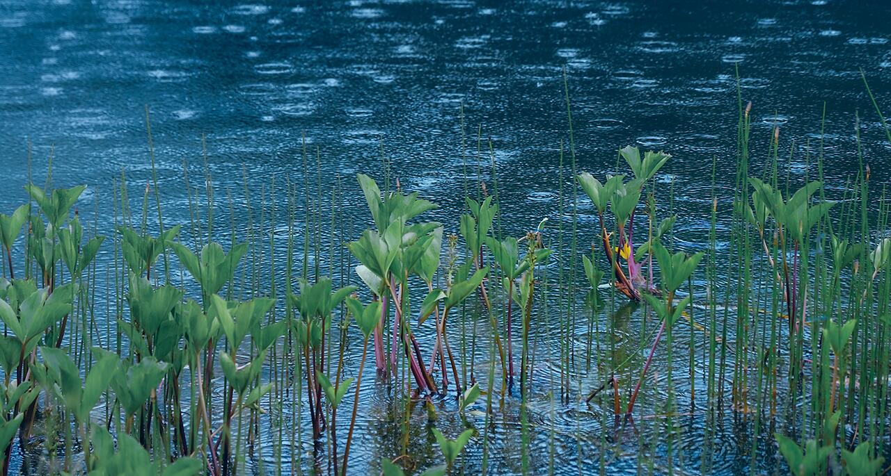 Somatic Experiencing St. Gallen – Naturaufnahme als Symbol für Ruhe und Selbstregulation