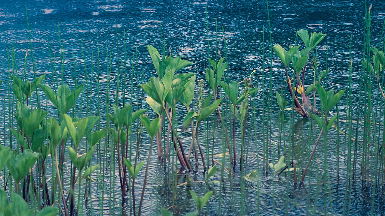 Somatic Experiencing St. Gallen – Naturaufnahme als Symbol für Ruhe und Selbstregulation bei Trauma