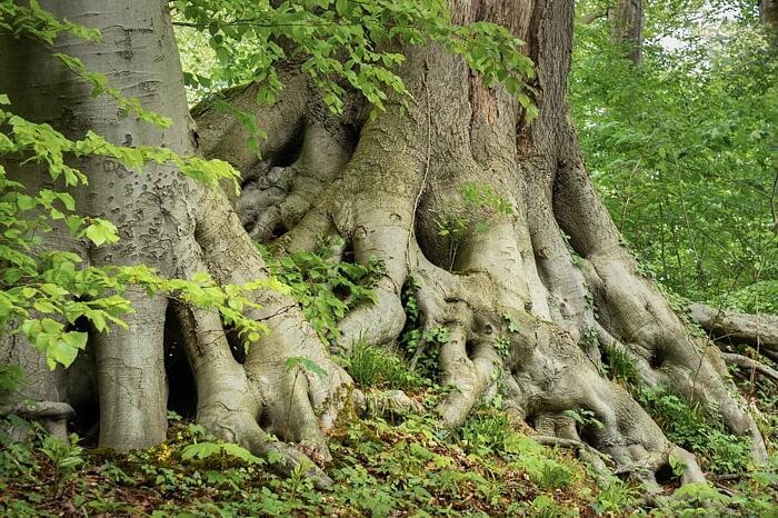 Zwei Buchen mit starken Wurzeln im grünen Frühlingswald als Symbol für Erdung, Ressourcen und Stabilität im Somatic Experiencing