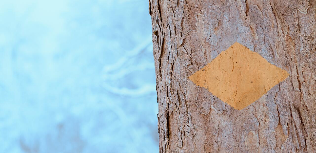 Systemische Beratung St. Gallen – Naturaufnahme als Symbol für Orientierung und Klarheit in anspruchsvollen Phasen