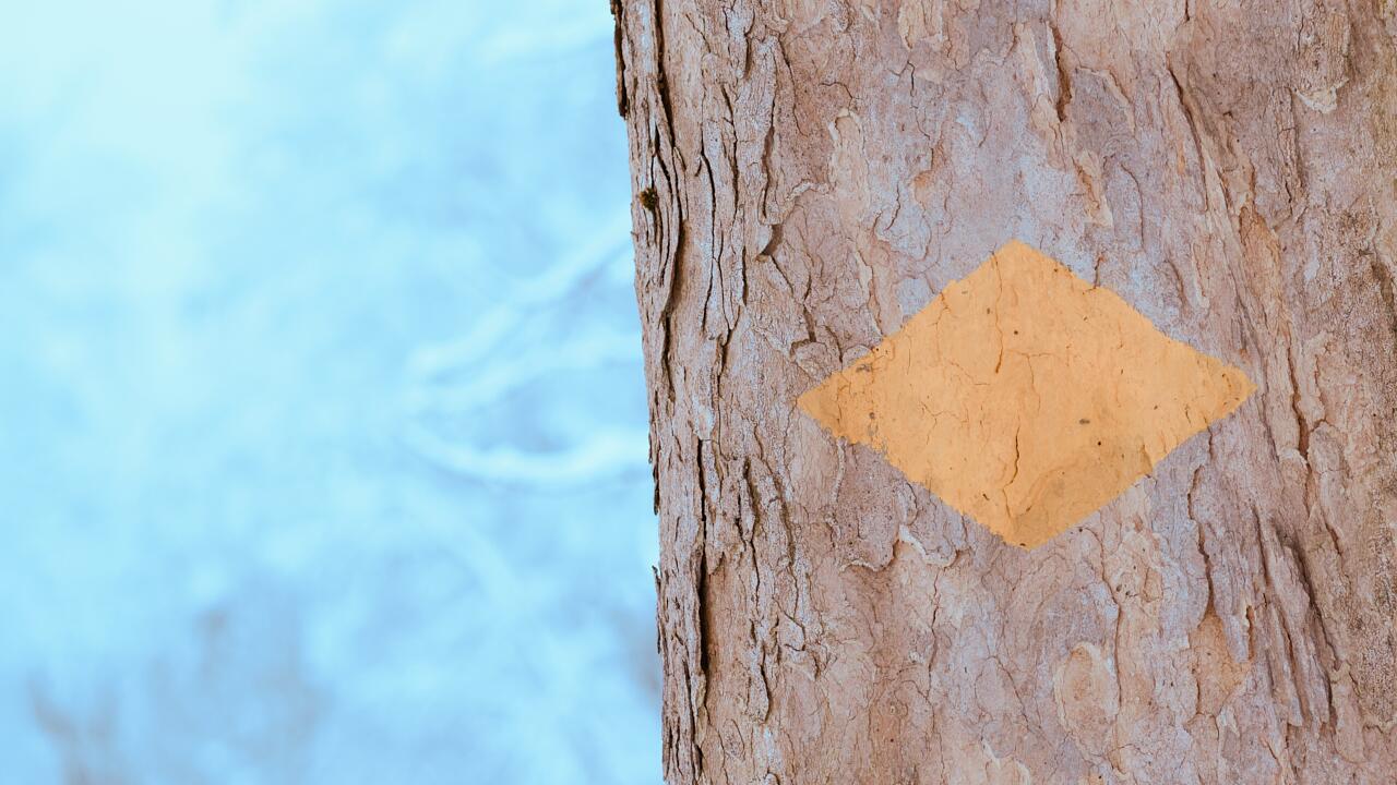 Systemische Beratung St. Gallen – Naturaufnahme als Symbol für Orientierung und Klarheit in 			anspruchsvollen Phasen