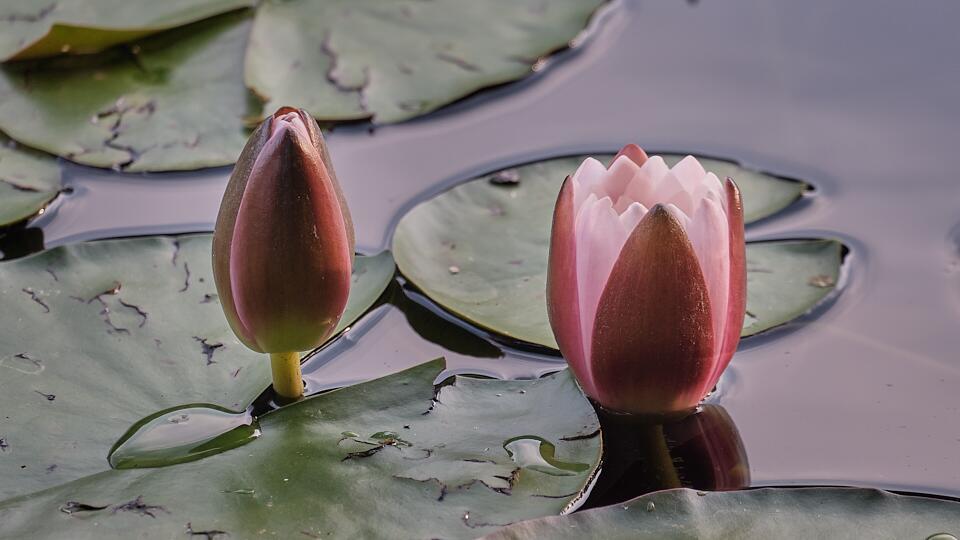 Traumabegleitung in St. Gallen: Zwei Seerosen im Morgenlicht – eine Blüte geöffnet, eine noch geschlossen – als Bild für Veränderung im eigenen Tempo bei Bruno Wenk
